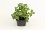Nepeta 'Walker's Low'
