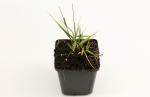 Molinia caerulea 'Edith Dudszus'