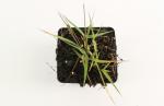 Molinia caerulea 'Edith Dudszus'