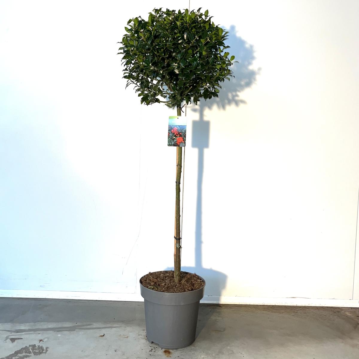 Ilex meserv. Blue Maid, bol
