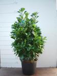Prunus l. Etna