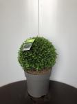 Taxus baccata, bol