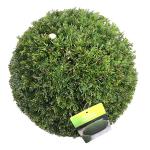 Taxus baccata, bol