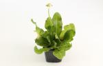 Primula dent. 'Alba'