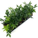 Sarcococca confusa