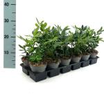 Sarcococca confusa