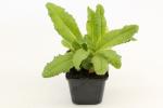 Primula vialii