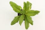 Primula vialii