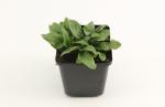 Prunella grand. 'Alba'