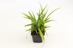 Carex pendula