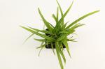 Carex pendula