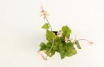 Tiarella wherryi