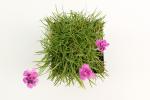 Armeria mar. 'Dusseldorfer Stolz'