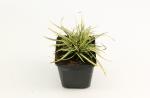 Carex ornithopoda 'Variegata'