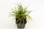 Calamagrostis brachytricha