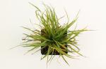 Calamagrostis brachytricha