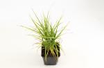 Carex muskingumensis