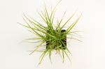 Carex muskingumensis