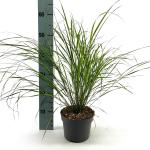 Anemanthele lessoniana 'Sirocco'