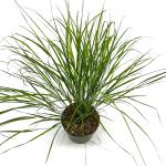 Anemanthele lessoniana 'Sirocco'