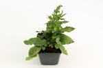 Salvia nem. 'Blaukönigin'