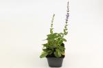 Salvia nem. 'Ostfriesland'