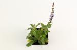 Salvia nem. 'Ostfriesland'