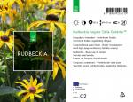 Rudbeckia f. 'Little Goldstar'