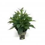 Rudbeckia f. 'Little Goldstar'