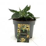 Rudbeckia f. 'Little Goldstar'