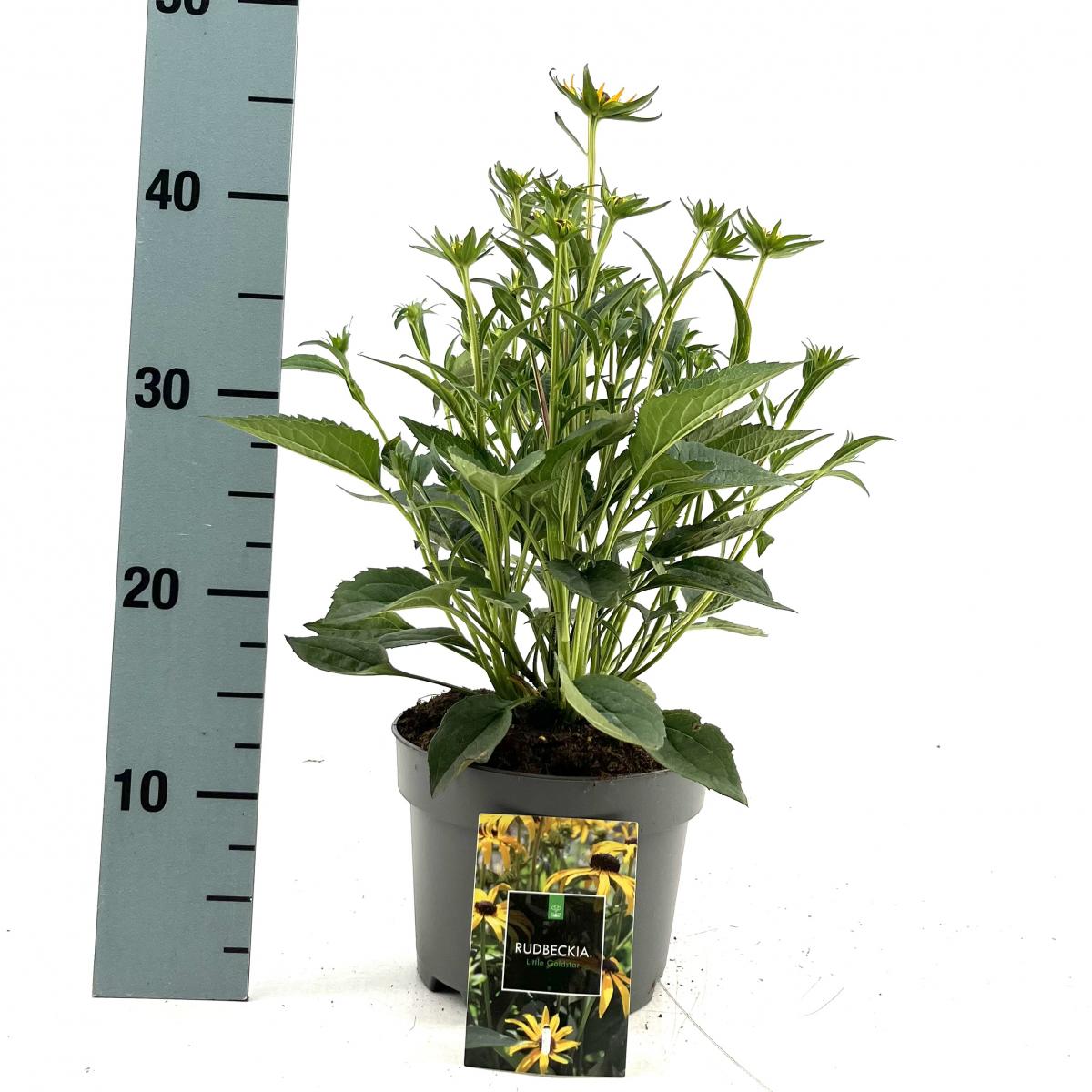 Rudbeckia f. 'Little Goldstar'