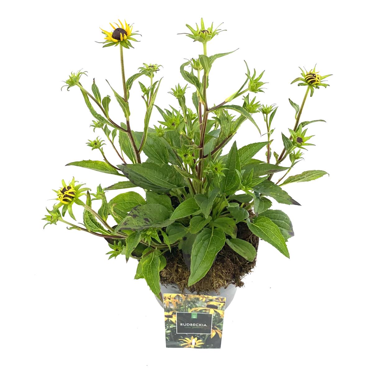 Rudbeckia f. 'Little Goldstar'