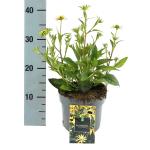 Rudbeckia f. 'Little Goldstar'