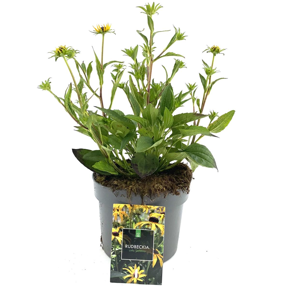 Rudbeckia f. 'Little Goldstar'