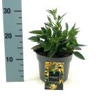 Rudbeckia f. 'Little Goldstar'