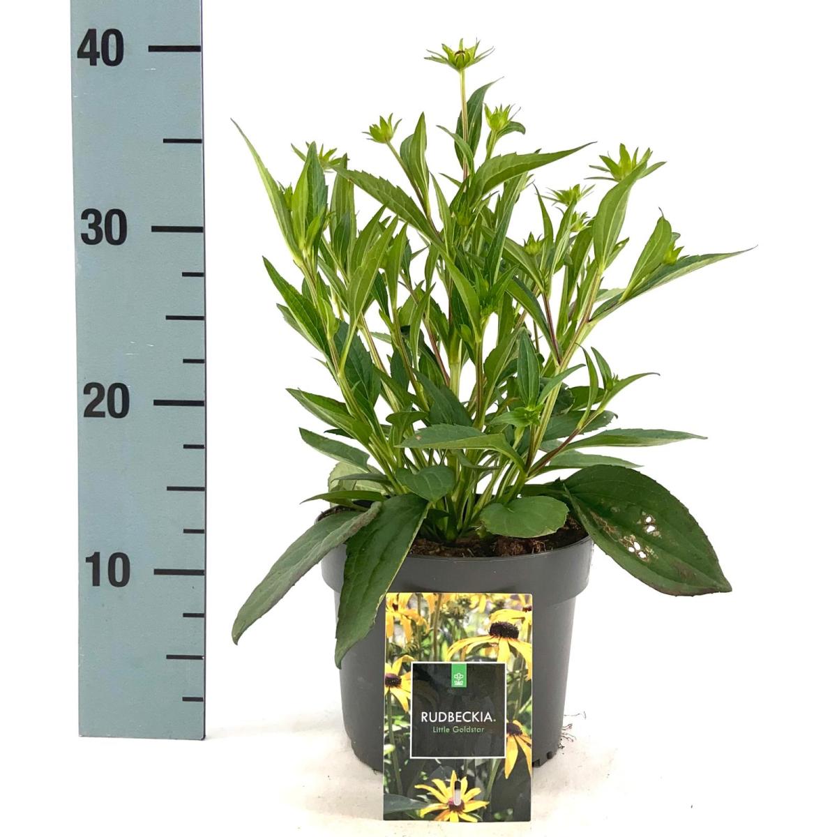 Rudbeckia f. 'Little Goldstar'