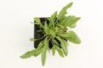 Salvia nem. 'Rose Queen'