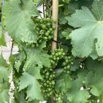 Vitis 'Vroege van der Laan'