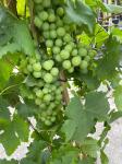 Vitis 'Vroege van der Laan'
