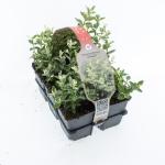 Euonymus fort. 'Harlequin'