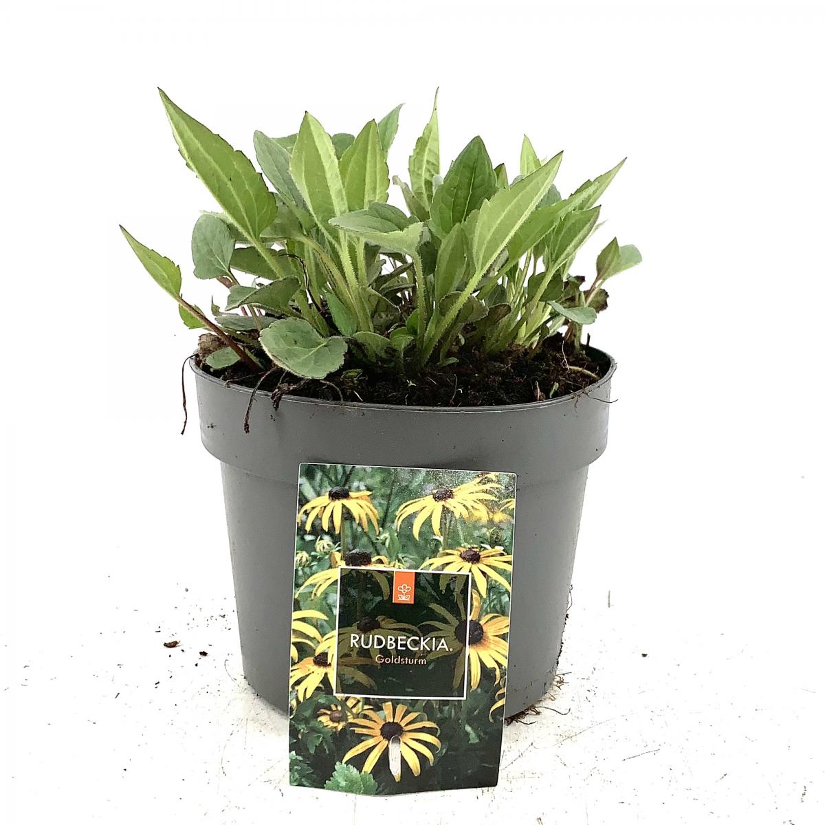 Rudbeckia f. 'Goldsturm'