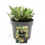 Rudbeckia f. 'Goldsturm'