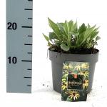 Rudbeckia f. 'Goldsturm'