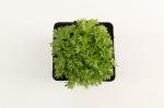 Saxifraga (A) 'Purpurteppich'