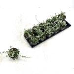 Euonymus fort. Silver Carpet