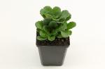 Saxifraga urbium