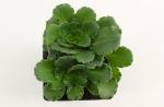 Saxifraga urbium