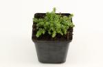 Sedum acre