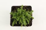 Sedum acre
