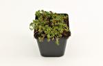 Sedum album 'Coral Carpet'